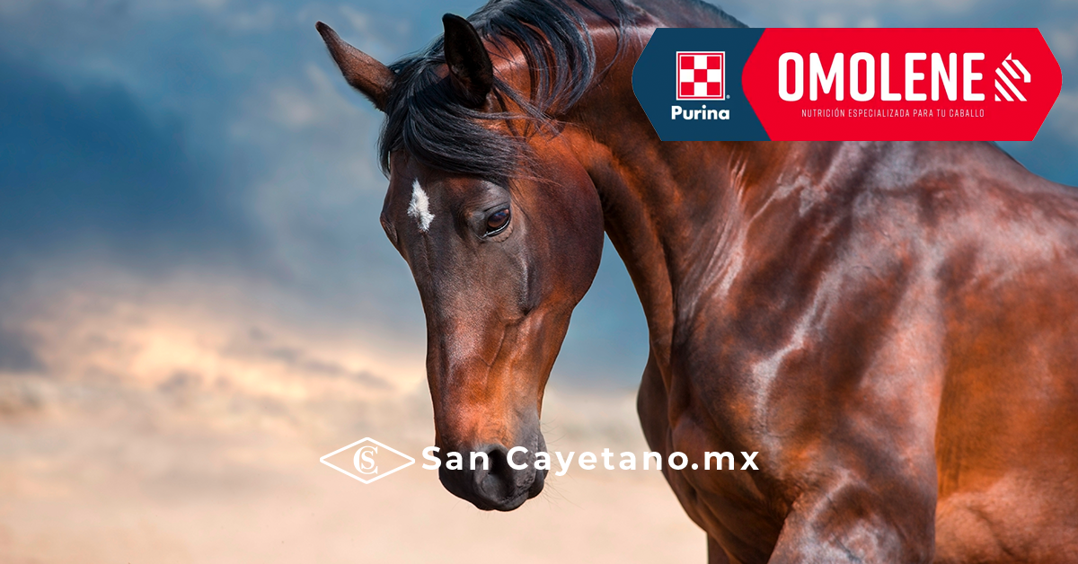 Alimento Purina para caballos en Orizaba