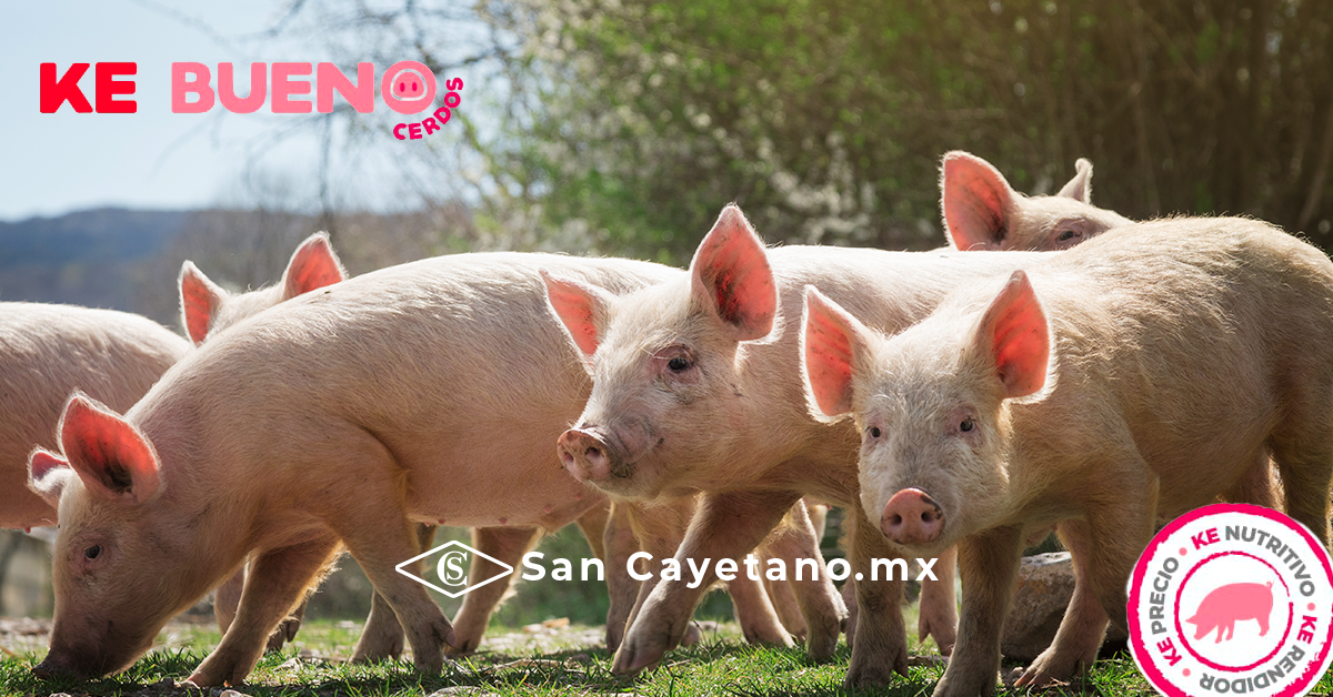 Alimento para cerdos Ke Bueno en Orizaba