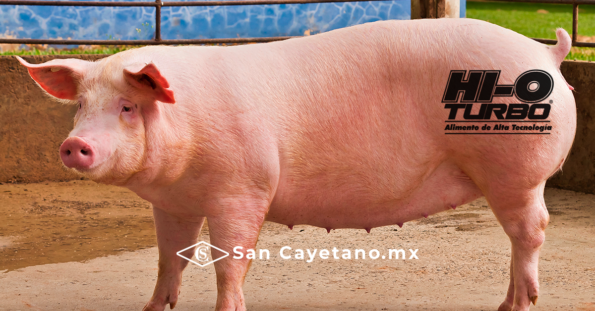 Purina Hi-O Turbo para cerdos en Orizaba